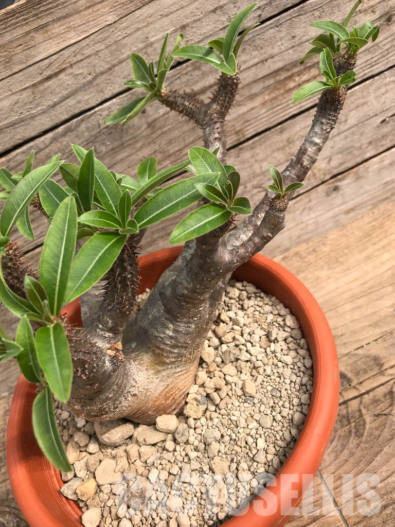 SHPR5419 Pachypodium rosulatum subs. makayense, Makay, Menabe, Tulear province, South of Madagascar – Image 3