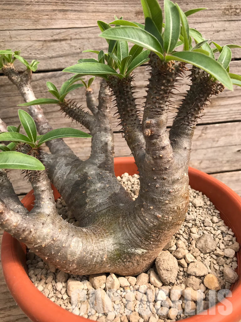 SHPR5419 Pachypodium rosulatum subs. makayense, Makay, Menabe, Tulear province, South of Madagascar