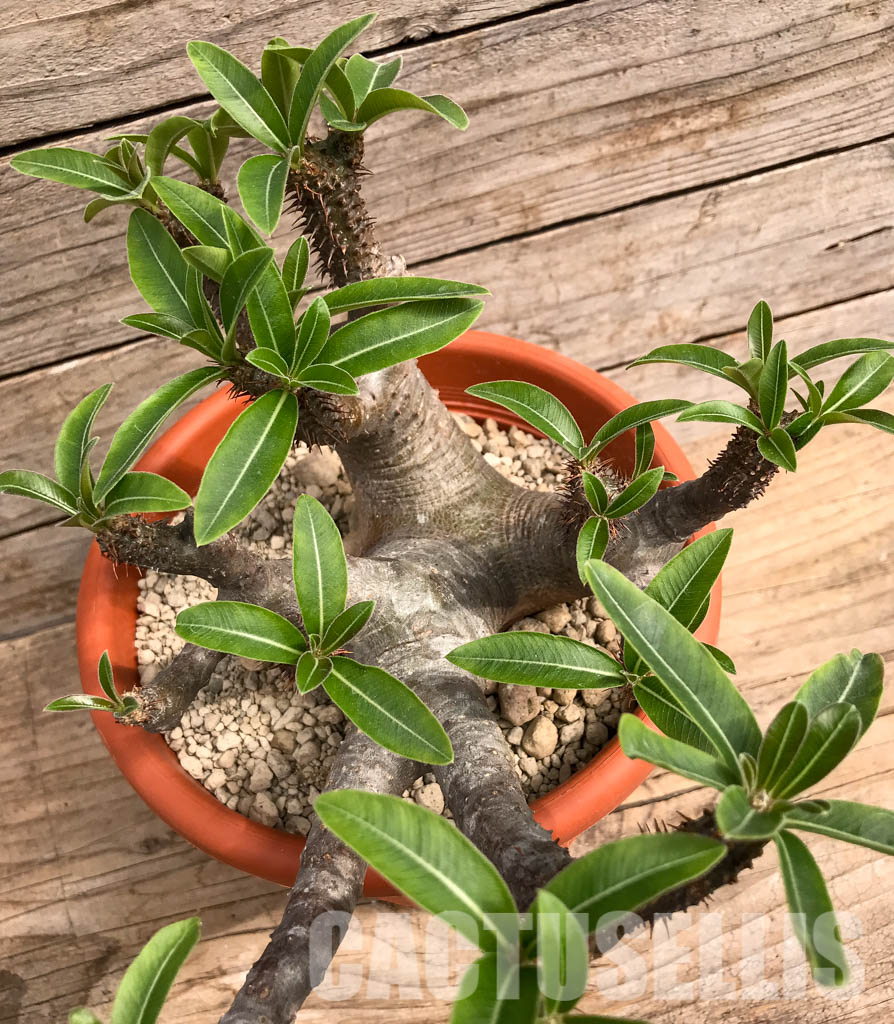 SHPR5419 Pachypodium rosulatum subs. makayense, Makay, Menabe, Tulear province, South of Madagascar – Image 5