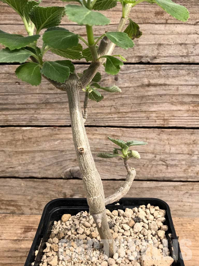 SHPR5421 Plectranthus sp. for bonsai, Gof Choba, Marsabit, Kenya