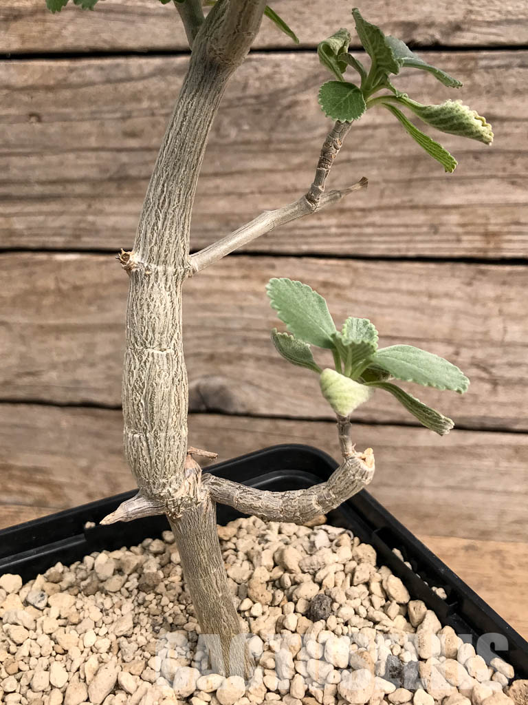 SHPR5421 Plectranthus sp. for bonsai, Gof Choba, Marsabit, Kenya - Image 2