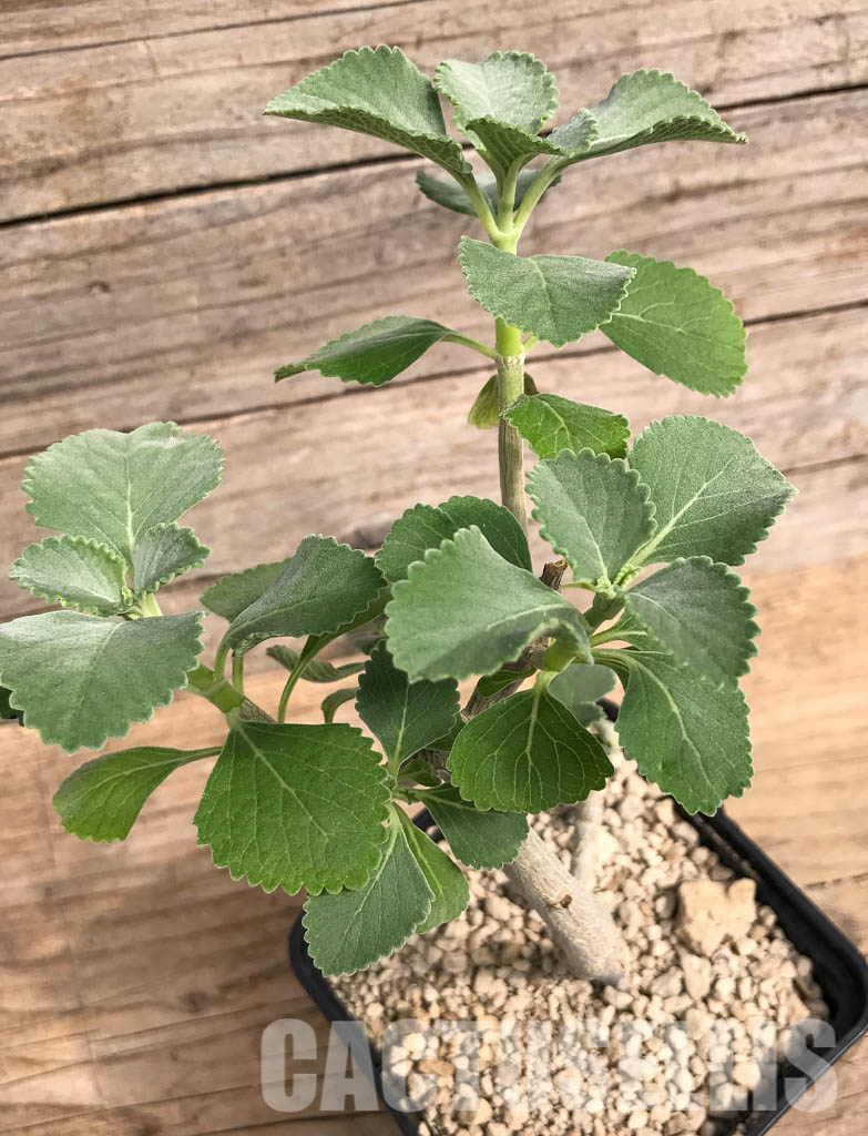 SHPR5421 Plectranthus sp. for bonsai, Gof Choba, Marsabit, Kenya - Image 3
