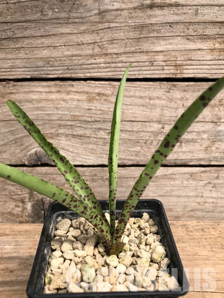 SHPR5423 Eucomis vandermerwei, Mpumalanga, South Africa – Image 3