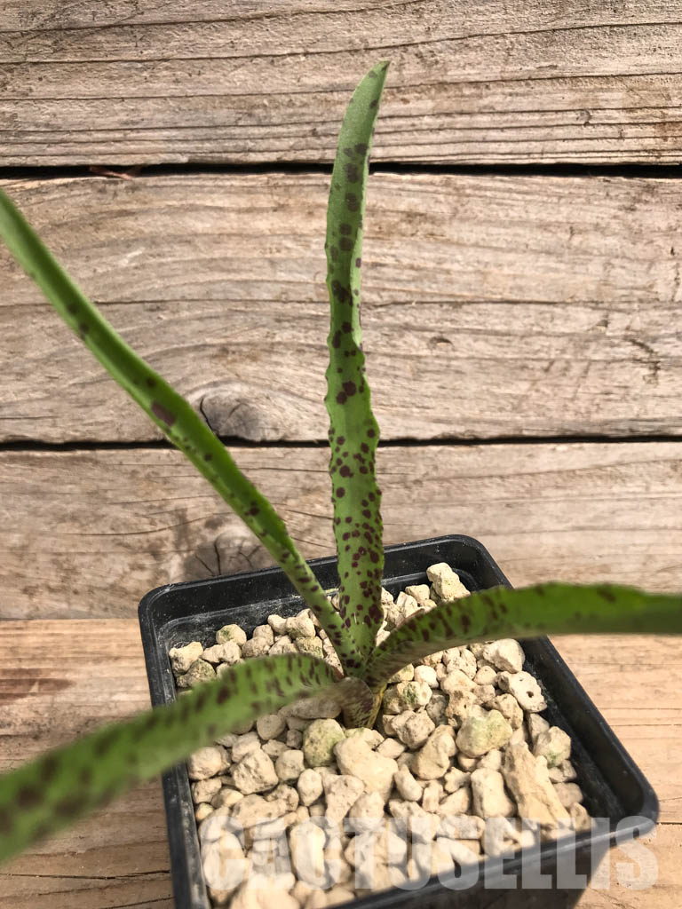 SHPR5423 Eucomis vandermerwei, Mpumalanga, South Africa – Image 4