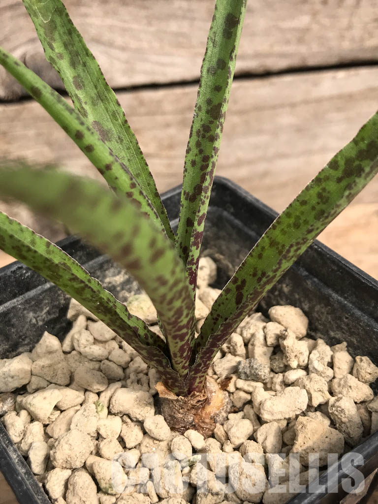 SHPR5423 Eucomis vandermerwei, Mpumalanga, South Africa – Image 2