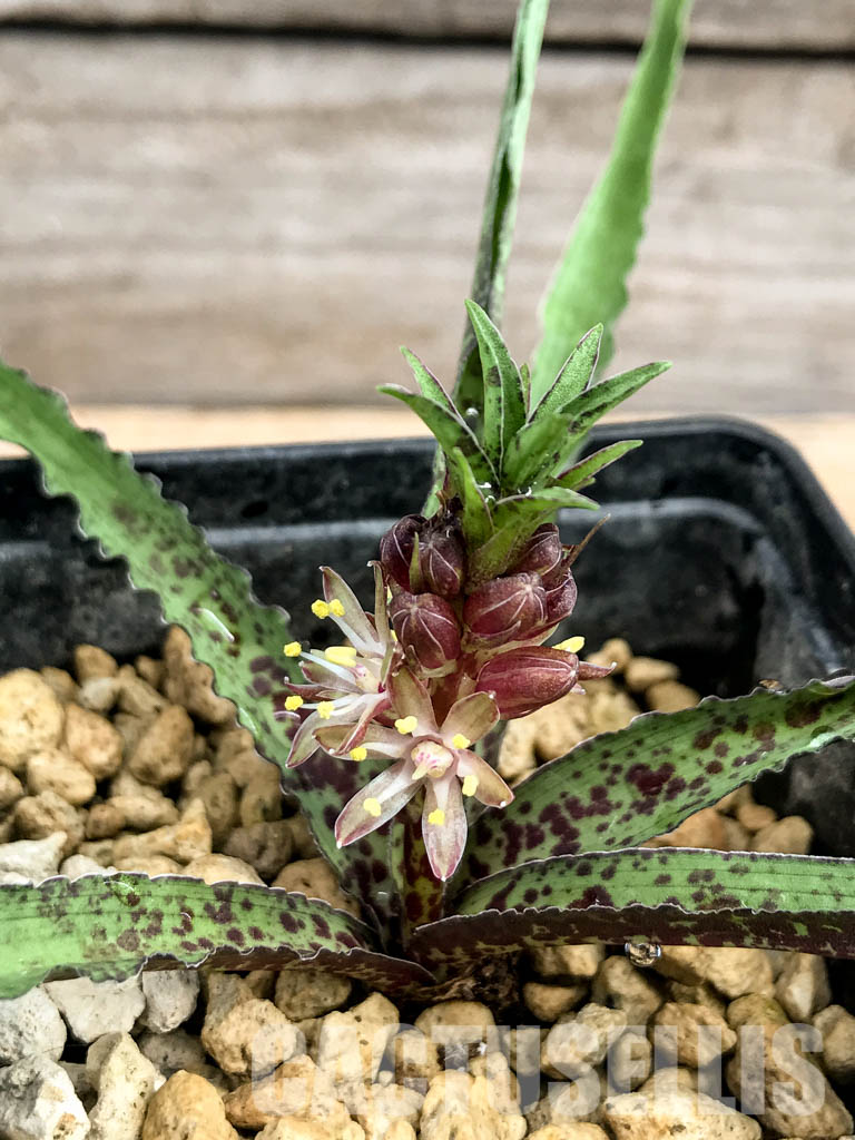 SHPR5423 Eucomis vandermerwei, Mpumalanga, South Africa