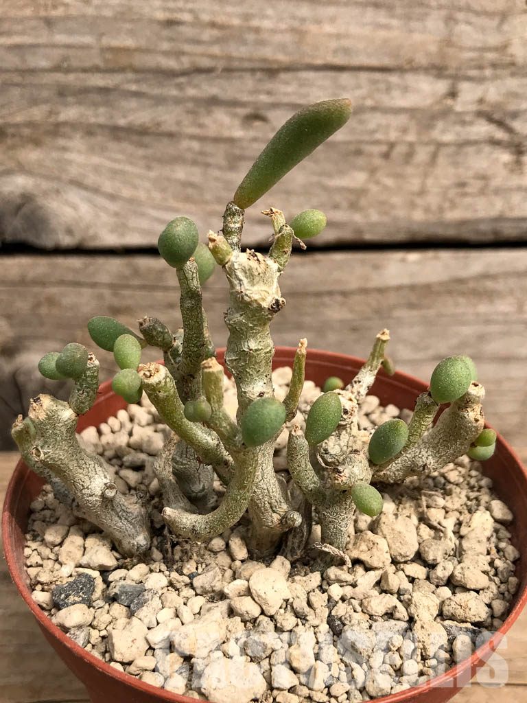 SHPR5424 Tylecodon schaeferianus Cotyledon sinus-alexandri