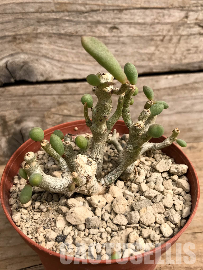 SHPR5424 Tylecodon schaeferianus Cotyledon sinus-alexandri - Image 2