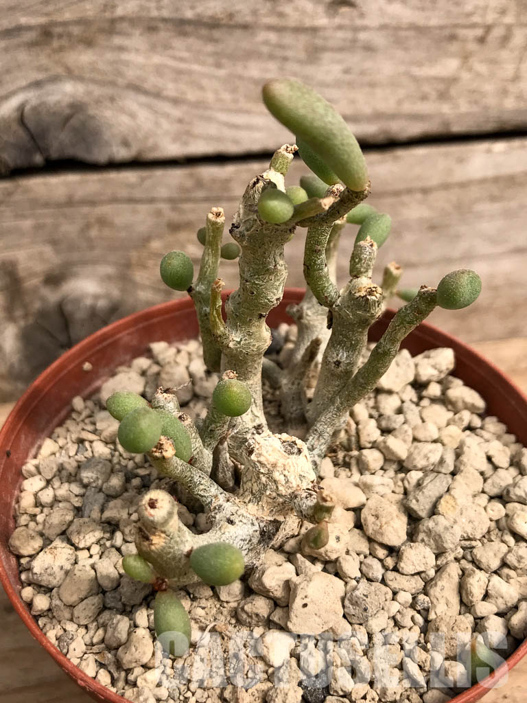 SHPR5424 Tylecodon schaeferianus Cotyledon sinus-alexandri - Image 3