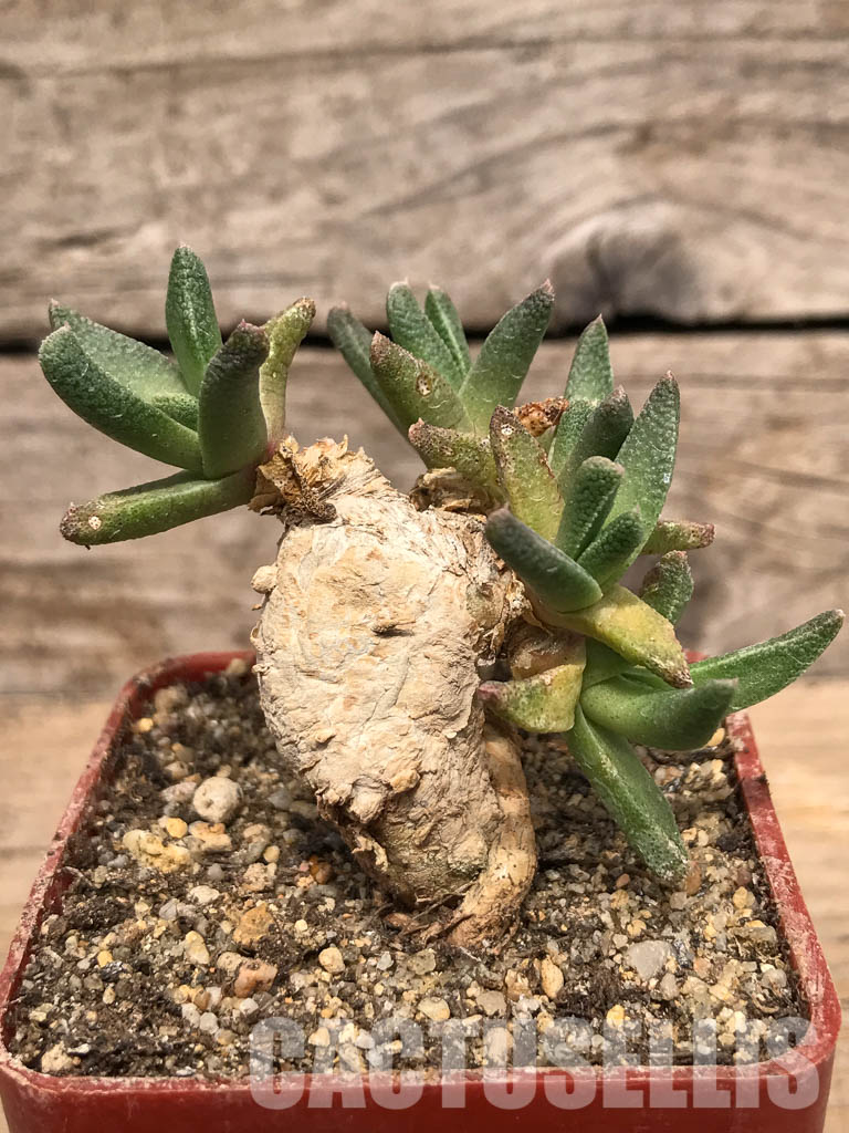 SHPR5429 Nananthus spec., Krankuil, Kimberley – Image 2