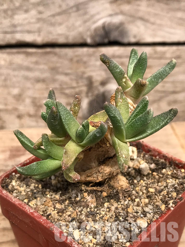 SHPR5429 Nananthus spec., Krankuil, Kimberley – Image 3