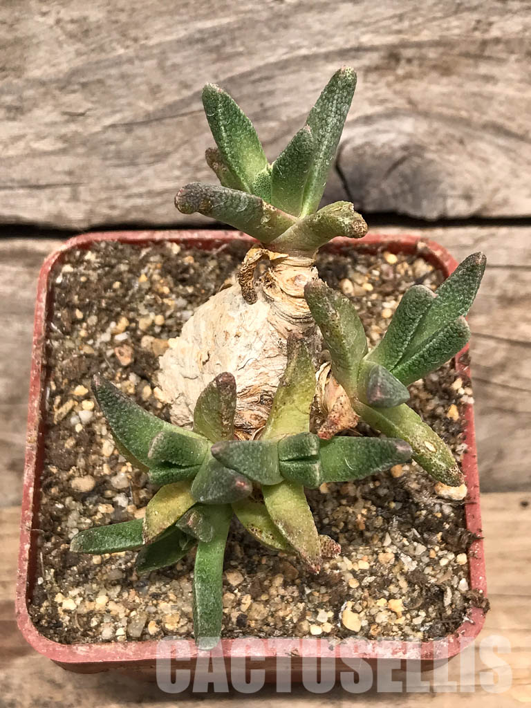 SHPR5429 Nananthus spec., Krankuil, Kimberley – Image 4