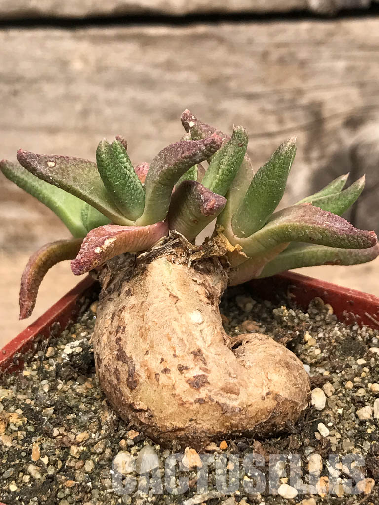 SHPR5429 Nananthus spec., Krankuil, Kimberley – Image 5