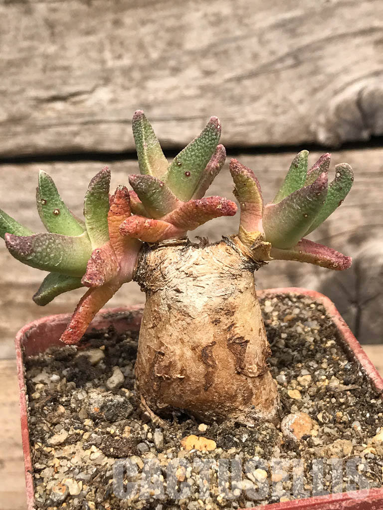 SHPR5429 Nananthus spec., Krankuil, Kimberley – Image 6