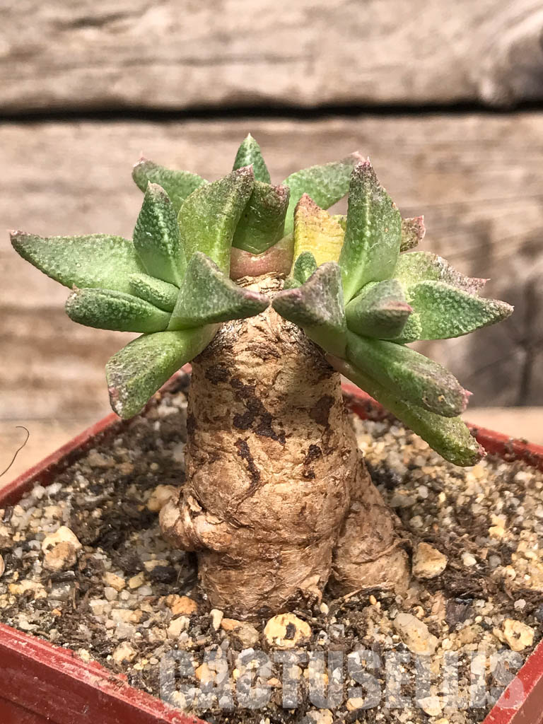 SHPR5429 Nananthus spec., Krankuil, Kimberley – Image 7