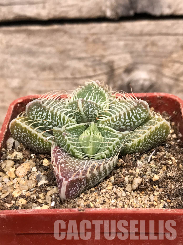 SHPR5432 Faucaria tigrina PV 617, North of Grahamstown, South Africa - Image 2