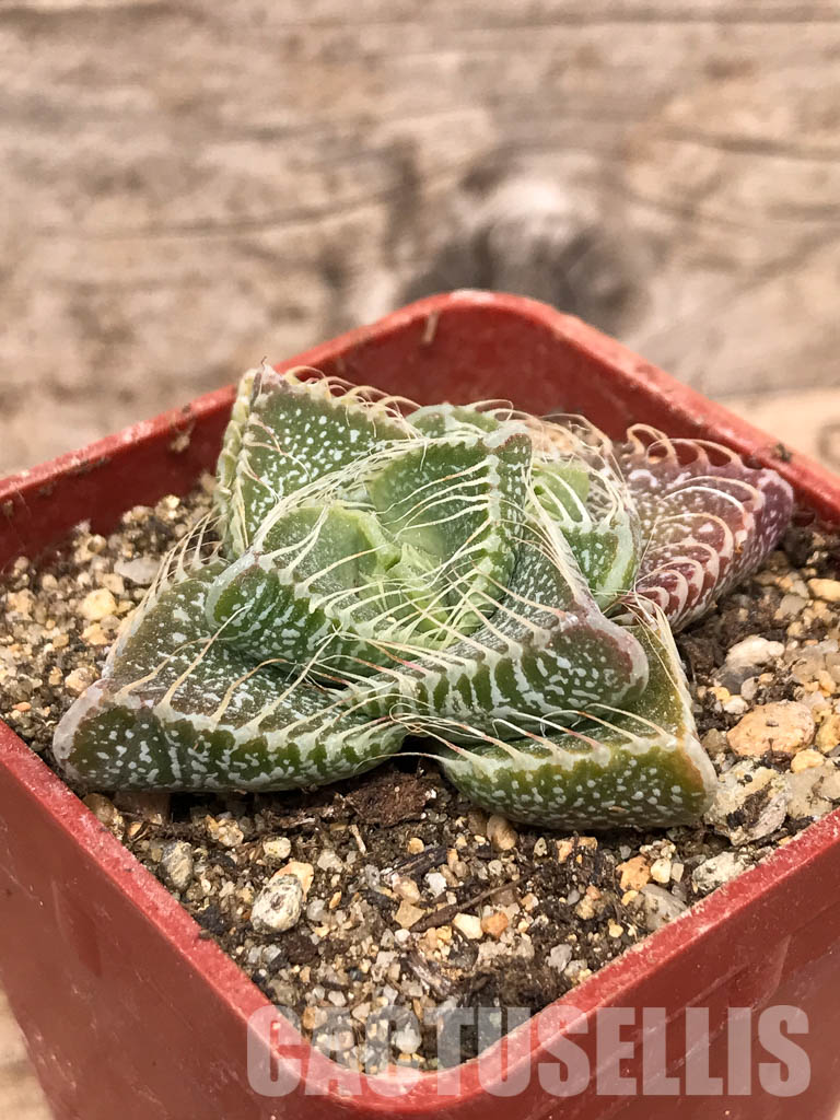 SHPR5432 Faucaria tigrina PV 617, North of Grahamstown, South Africa - Image 3