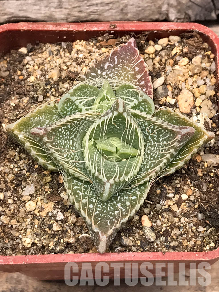 SHPR5432 Faucaria tigrina PV 617, North of Grahamstown, South Africa - Image 4