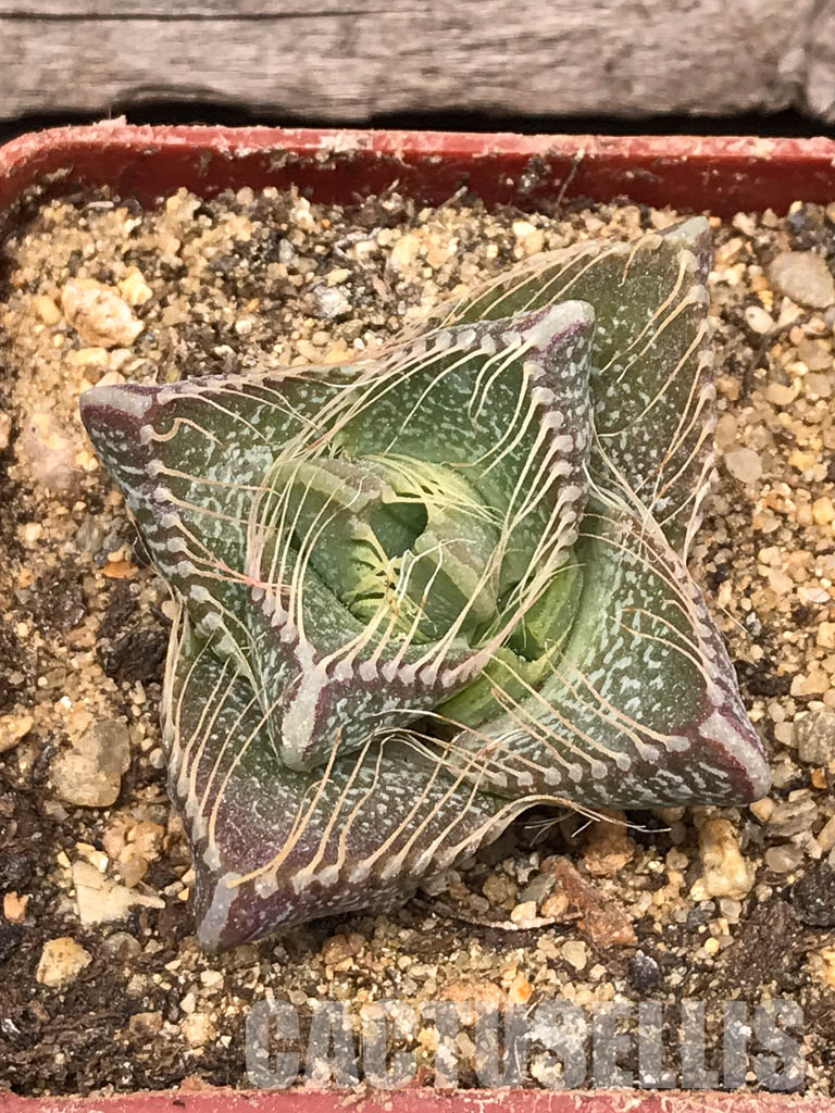 SHPR5432 Faucaria tigrina PV 617, North of Grahamstown, South Africa