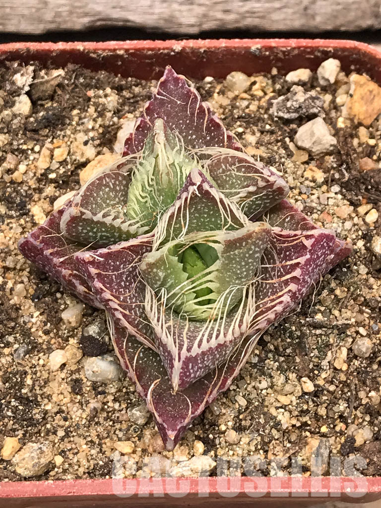 SHPR5432 Faucaria tigrina PV 617, North of Grahamstown, South Africa - Image 6