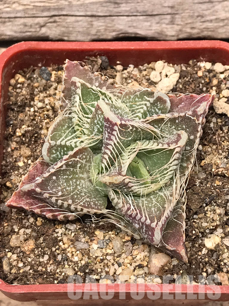 SHPR5432 Faucaria tigrina PV 617, North of Grahamstown, South Africa - Image 7