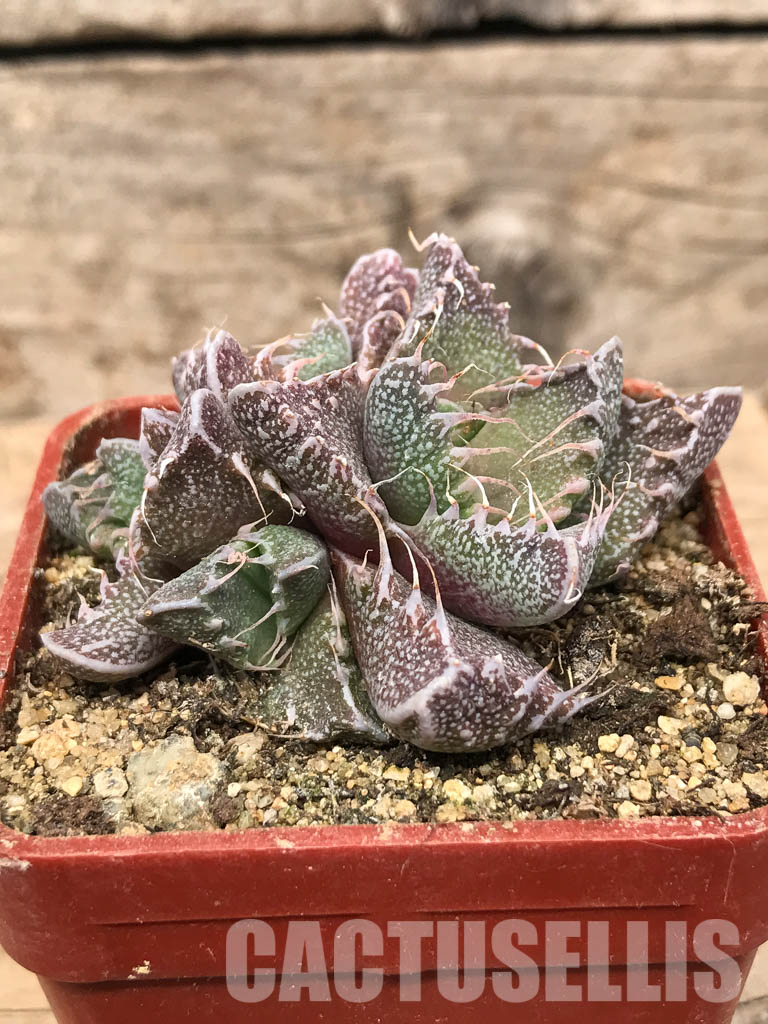 SHPR5434 Faucaria tigrina, Fort Brown, Cacadu District Municipality, Eastern Cape, South Africa. - Image 2