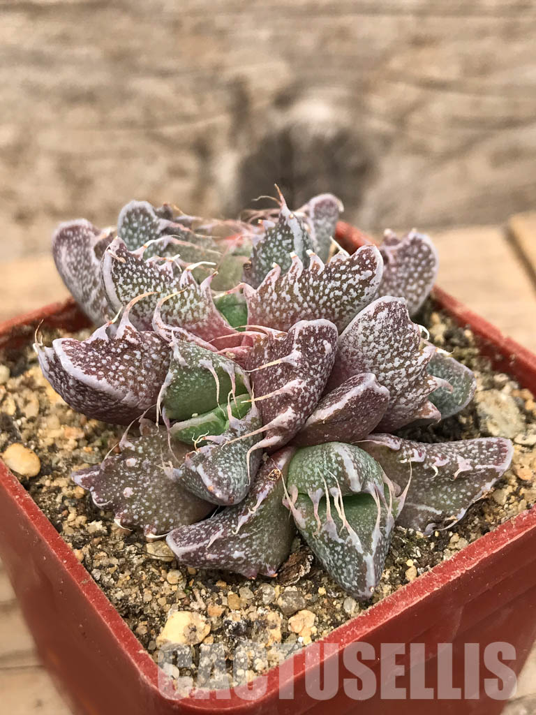 SHPR5434 Faucaria tigrina, Fort Brown, Cacadu District Municipality, Eastern Cape, South Africa. - Image 3