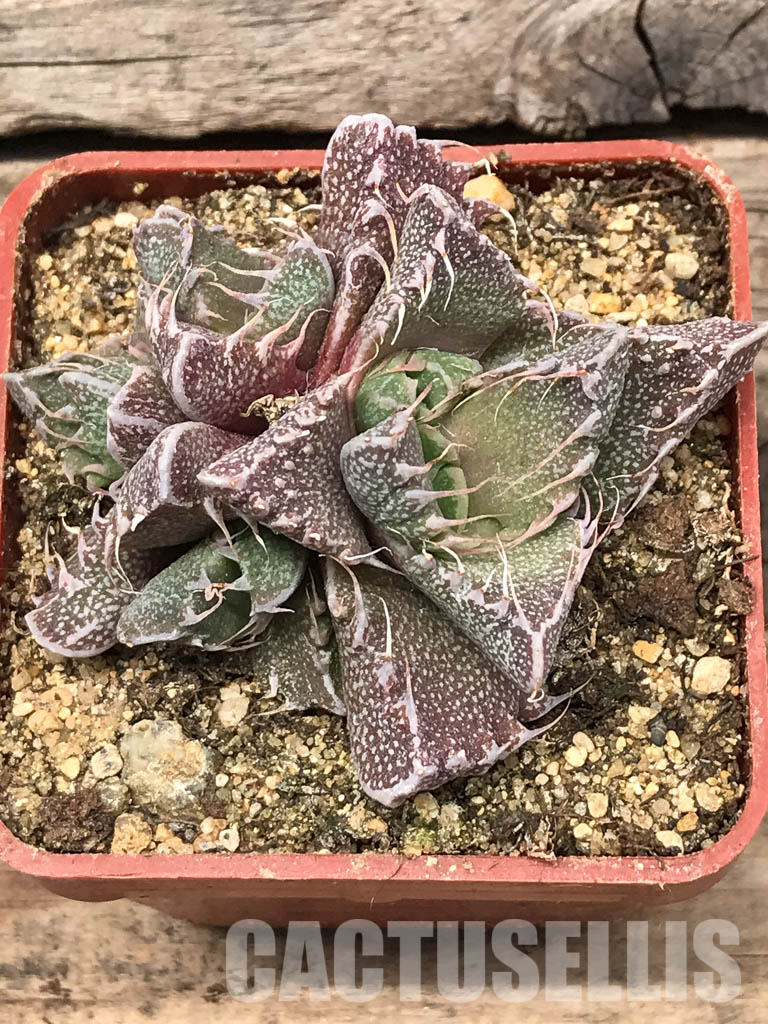 SHPR5434 Faucaria tigrina, Fort Brown, Cacadu District Municipality, Eastern Cape, South Africa.