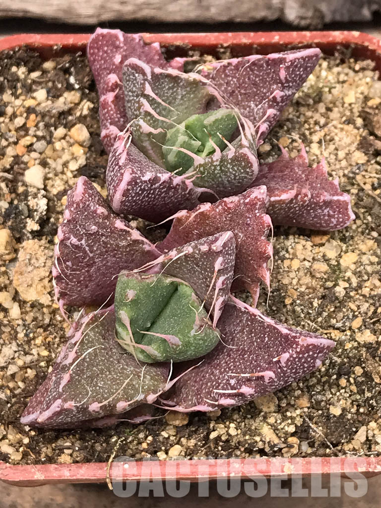 SHPR5434 Faucaria tigrina, Fort Brown, Cacadu District Municipality, Eastern Cape, South Africa. - Image 5