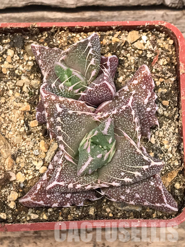 SHPR5434 Faucaria tigrina, Fort Brown, Cacadu District Municipality, Eastern Cape, South Africa. - Image 6