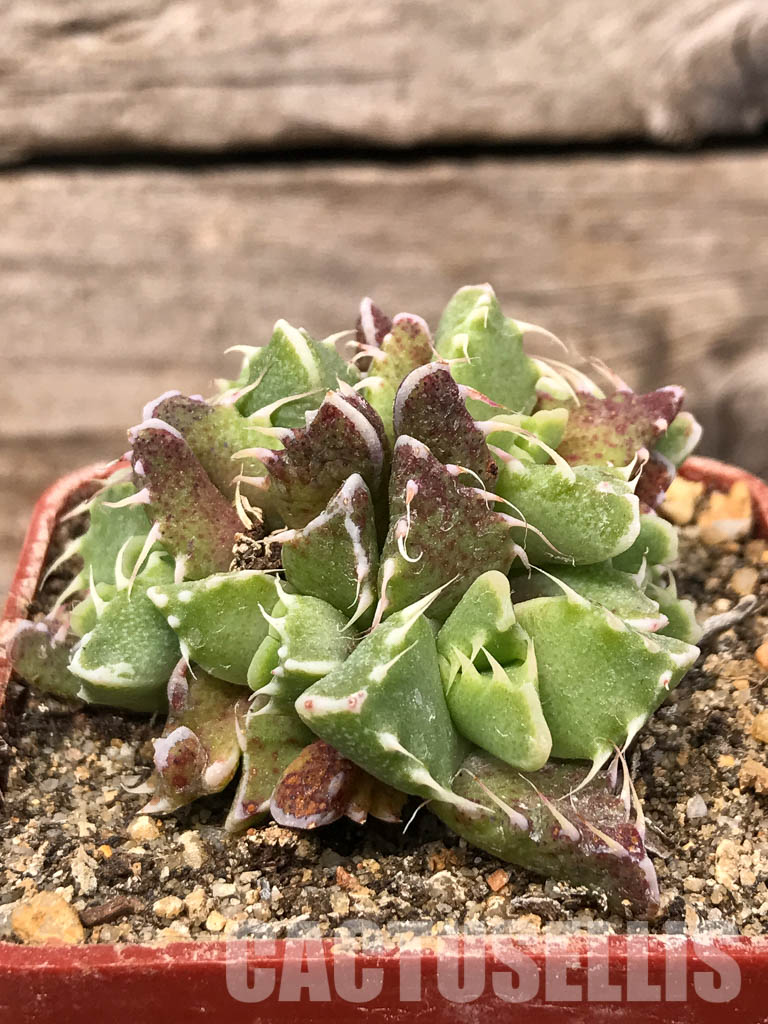 SHPR5438 Faucaria felina, Scanlan