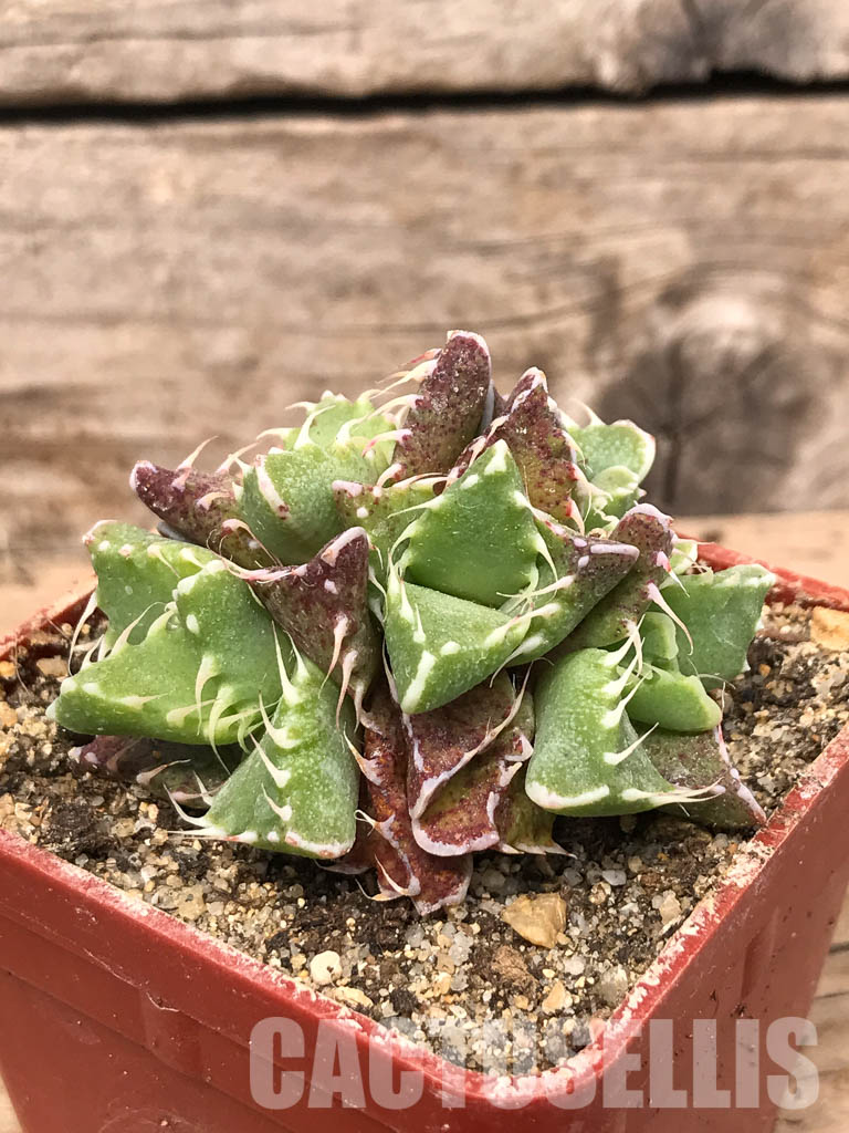 SHPR5438 Faucaria felina, Scanlan - Image 3