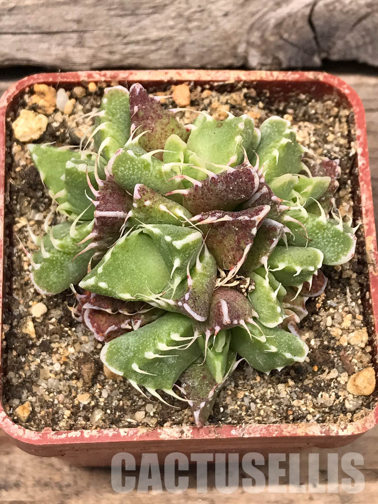 SHPR5438 Faucaria felina, Scanlan - Image 4