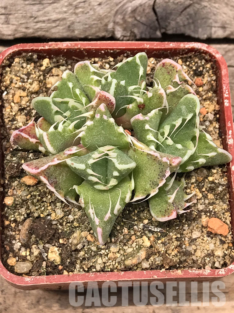 SHPR5438 Faucaria felina, Scanlan - Image 5