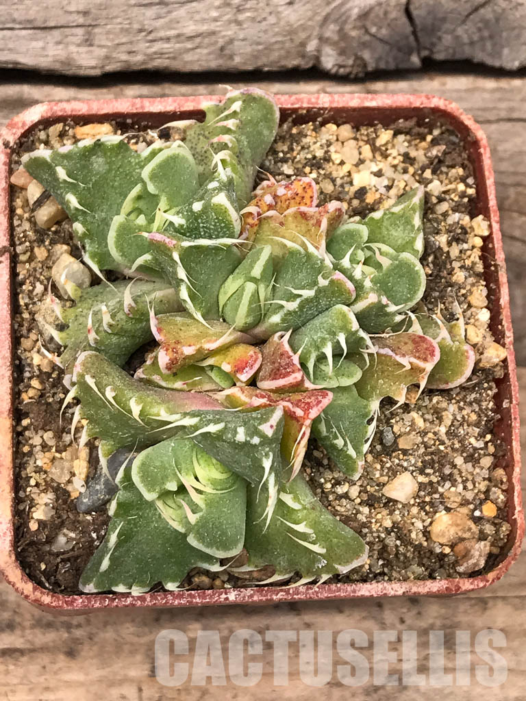 SHPR5438 Faucaria felina, Scanlan - Image 6