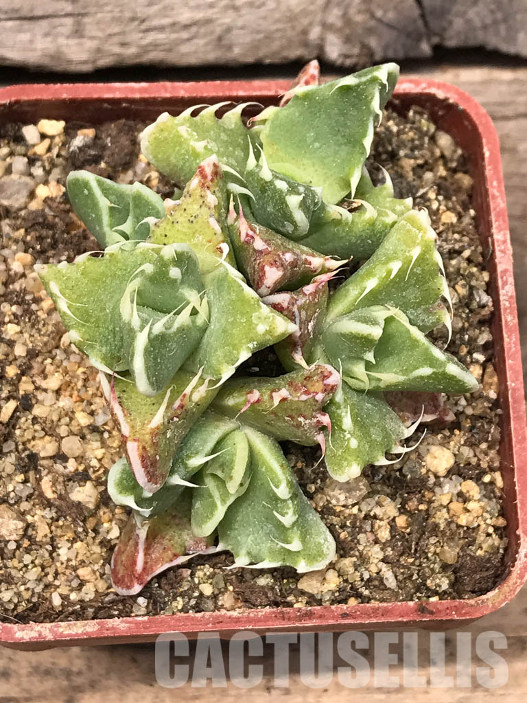 SHPR5438 Faucaria felina, Scanlan - Image 7