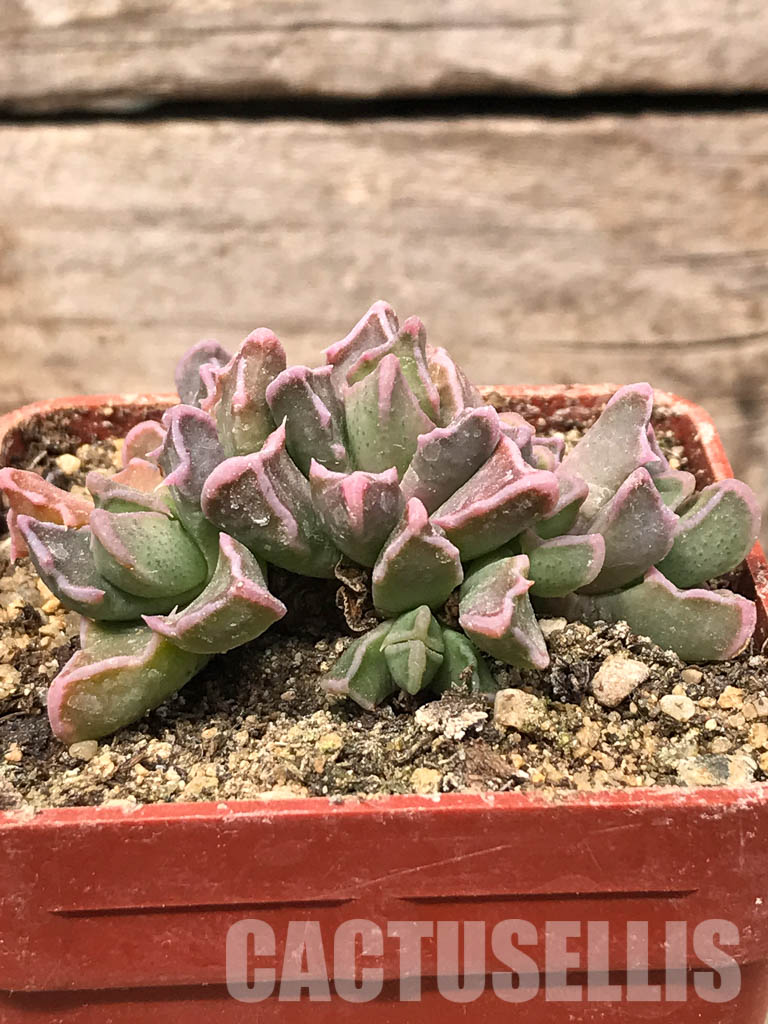 SHPR5439 Faucaria bosscheana Duiwefontein, white flower - Зображення 2