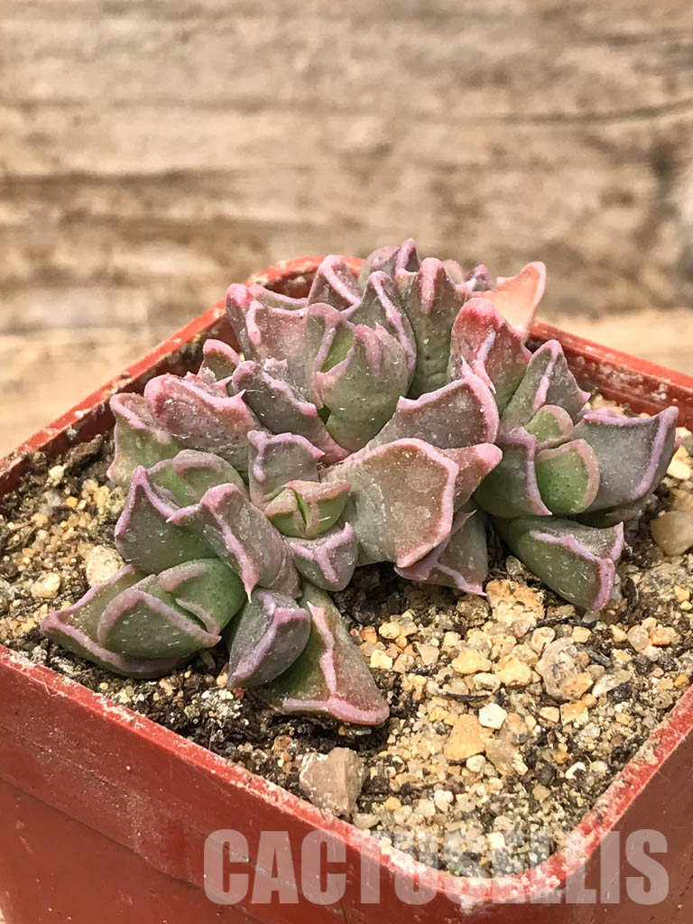 SHPR5439 Faucaria bosscheana Duiwefontein, white flower - Зображення 3