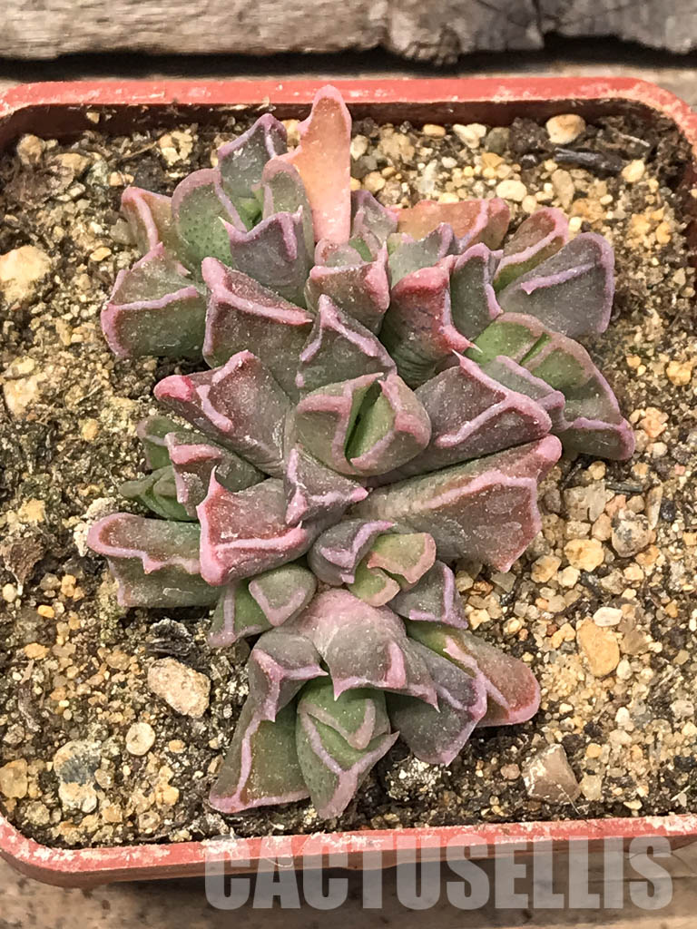 SHPR5439 Faucaria bosscheana Duiwefontein, white flower - Зображення 4