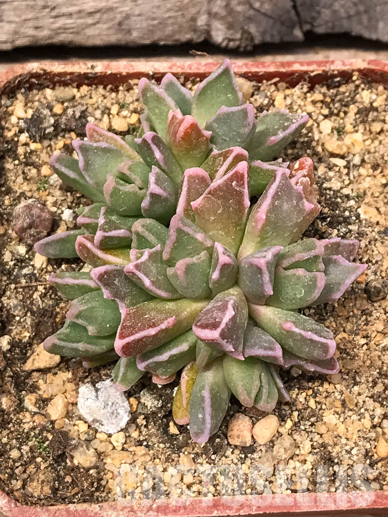 SHPR5439 Faucaria bosscheana Duiwefontein, white flower - Зображення 5