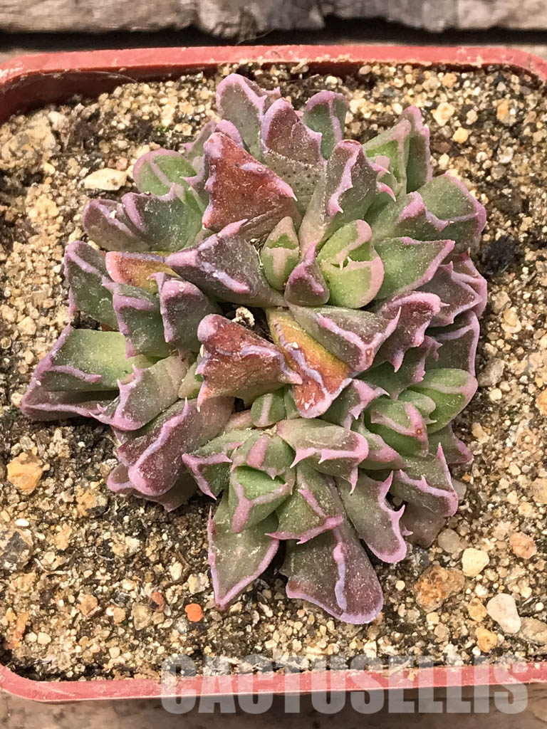 SHPR5439 Faucaria bosscheana Duiwefontein, white flower - Зображення 6