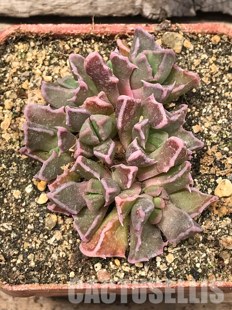 SHPR5439 Faucaria bosscheana Duiwefontein, white flower - Зображення 7