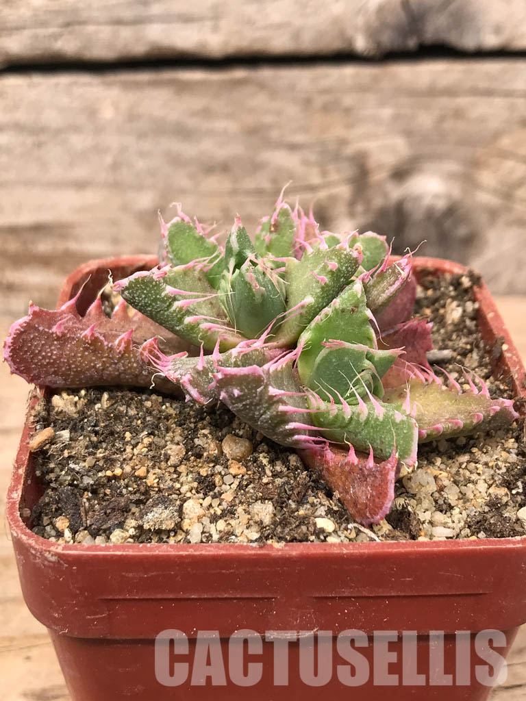 SHPR5440 Faucaria tigrina Dead man's gulch - immagine 2