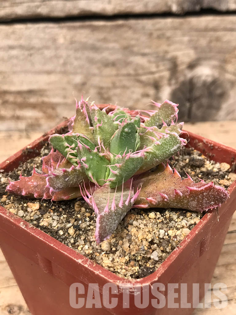 SHPR5440 Faucaria tigrina Dead man's gulch - immagine 3