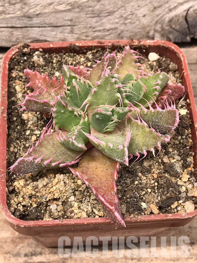 SHPR5440 Faucaria tigrina Dead man's gulch - immagine 4