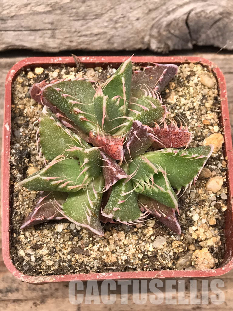 SHPR5440 Faucaria tigrina Dead man's gulch - immagine 5