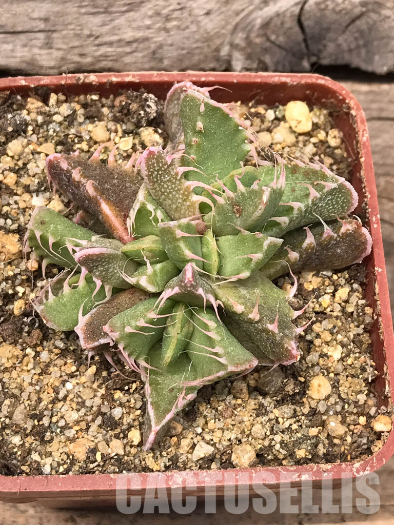 SHPR5440 Faucaria tigrina Dead man's gulch - immagine 6