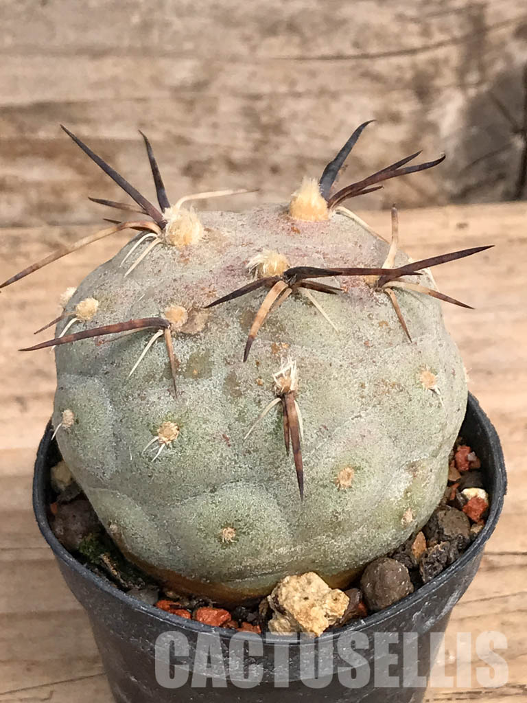SHPR5454 Tephrocactus geometricus, Angostura de Guanchim, Tinogasta, Argentina Catamarca - Obrázek 3