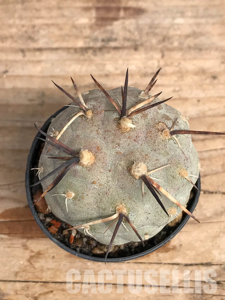 SHPR5454 Tephrocactus geometricus, Angostura de Guanchim, Tinogasta, Argentina Catamarca - Obrázek 4