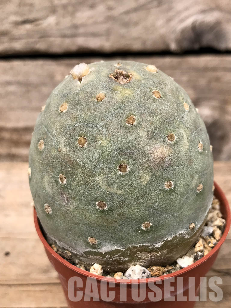 SHPR5455 Tephrocactus geometricus, Angostura de Guanchim, Tinogasta, Argentina Catamarca - Obrázek 2